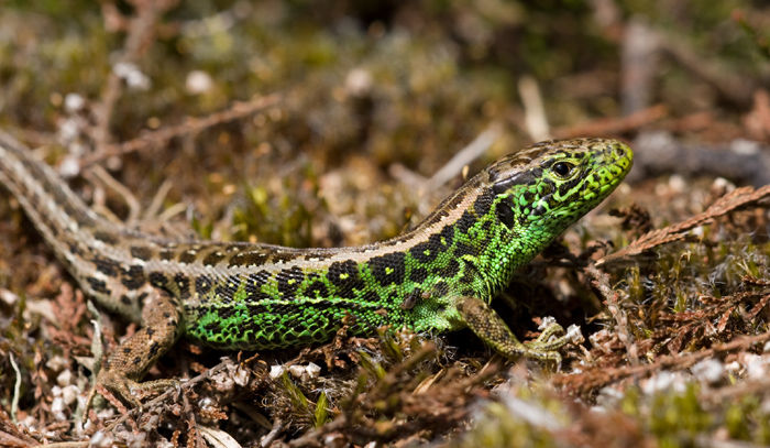 An adult male Sand lizard © Dominic Tantram